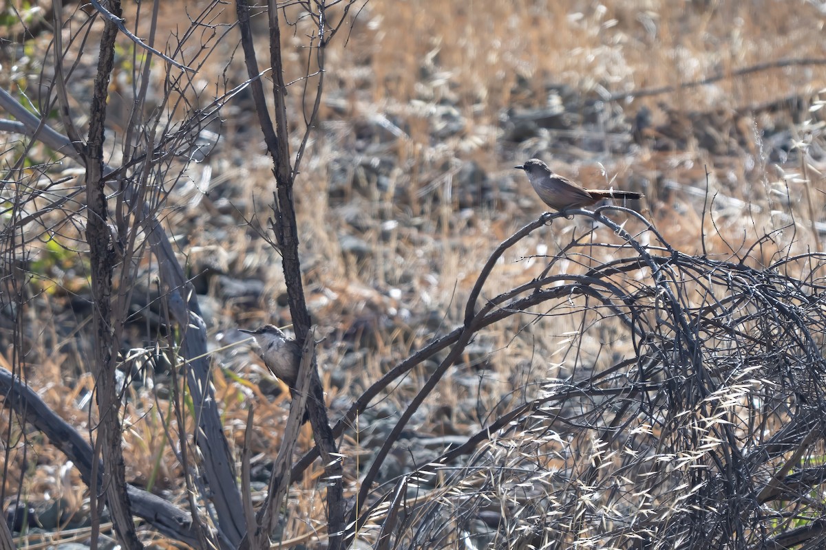 Crag Chilia - ML645968596