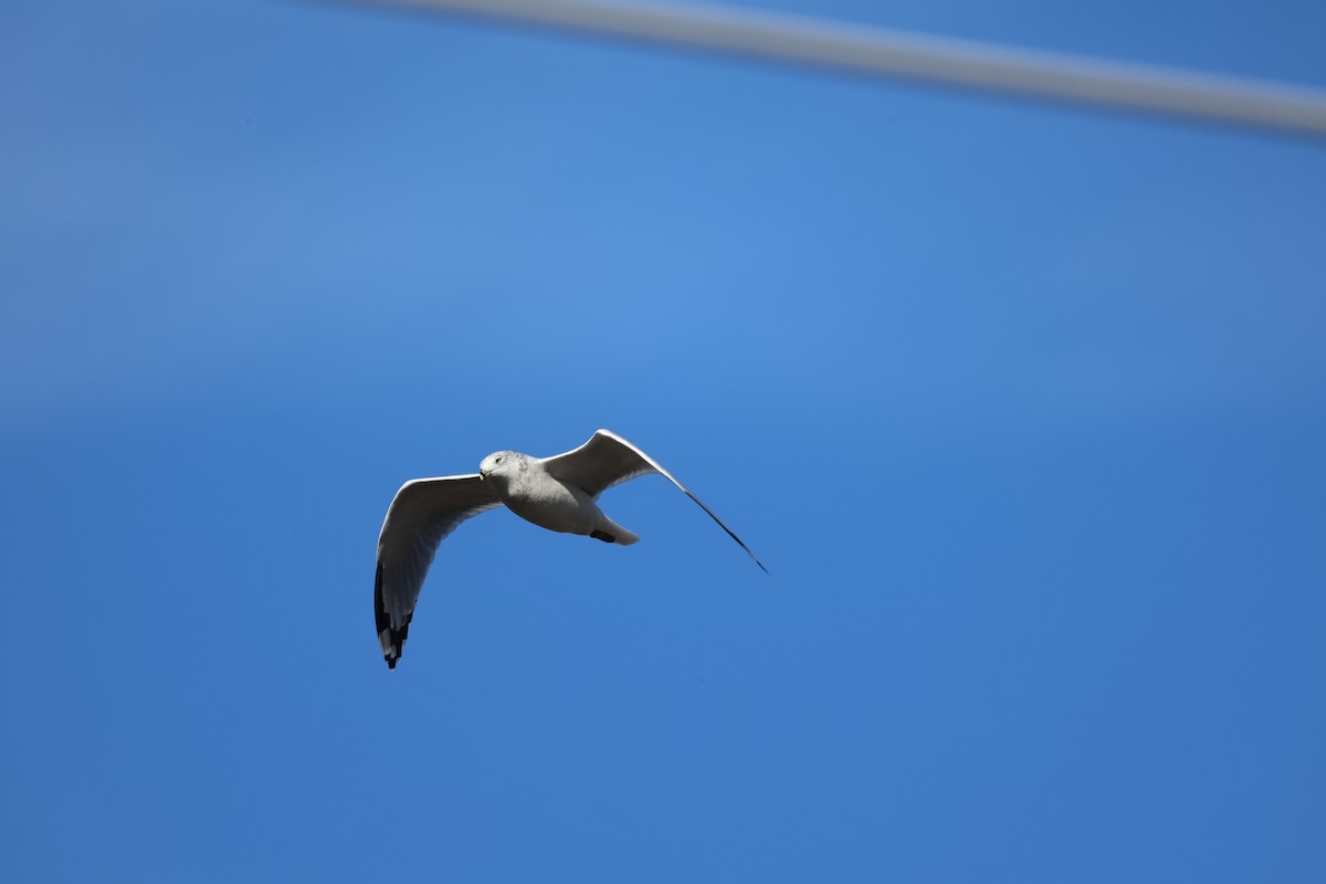 Halkalı Martı - ML645968597