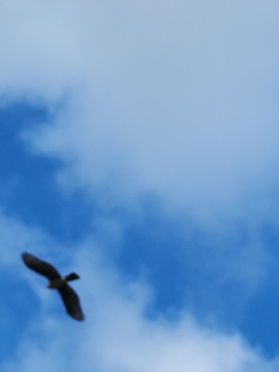 Cooper's Hawk - ML645968598