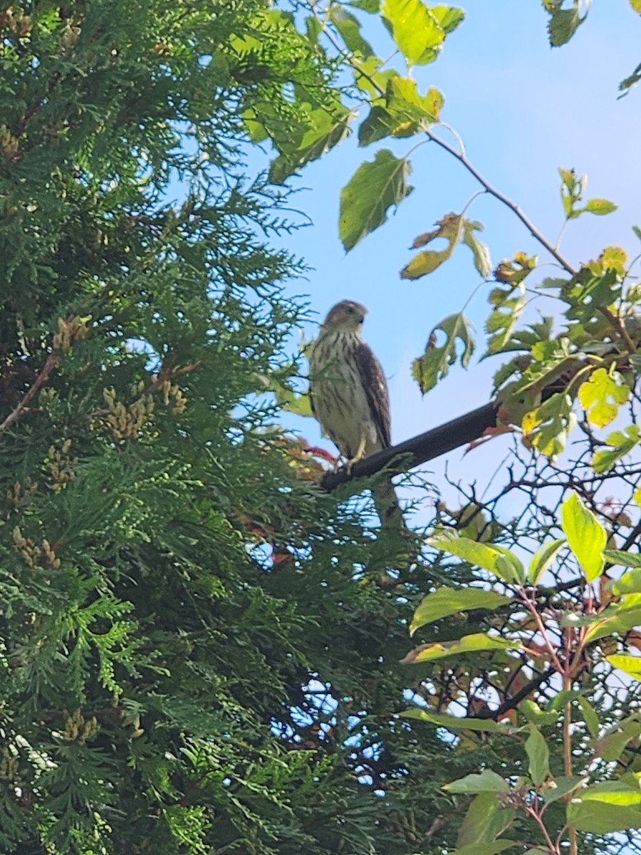 Cooper's Hawk - ML645968599