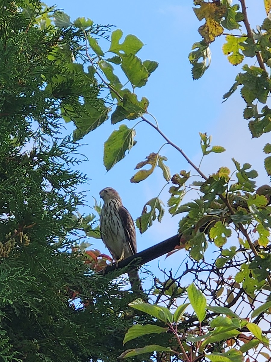 Cooper's Hawk - ML645968600