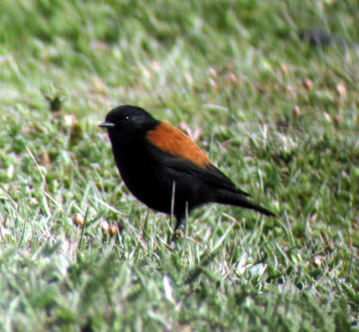 Austral Negrito - ML645968602