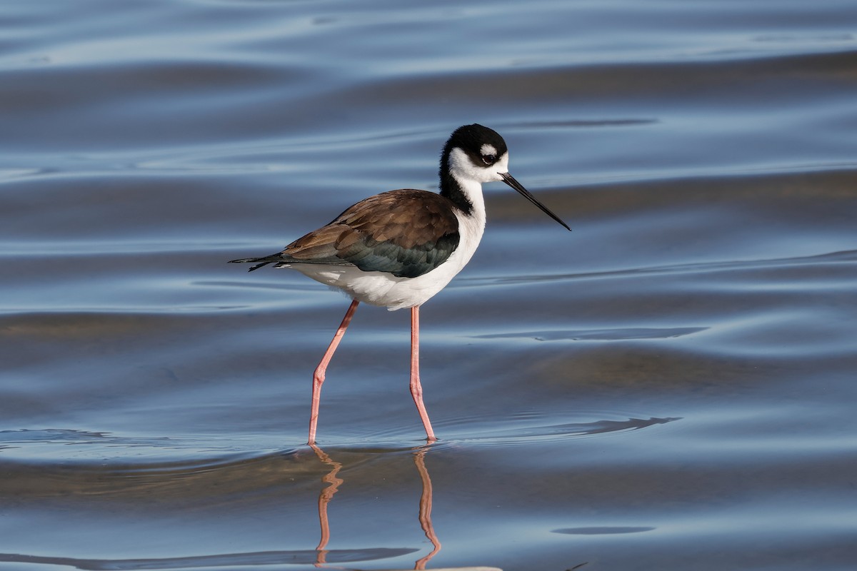 Black-necked Stilt - ML645968604