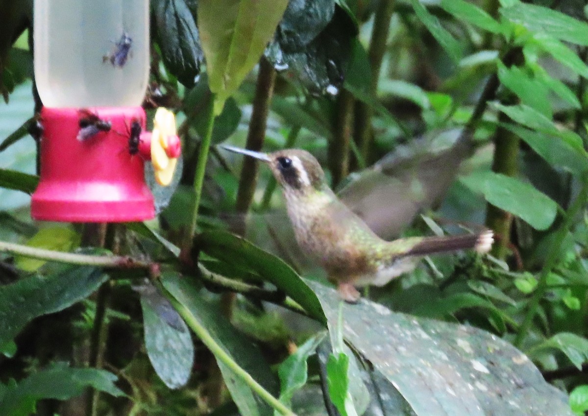 Speckled Hummingbird - ML645968606
