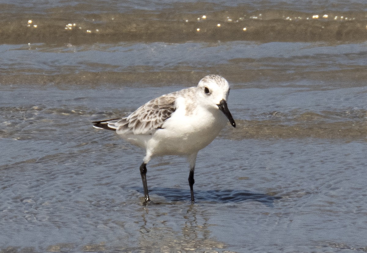 Sanderling - ML645968607