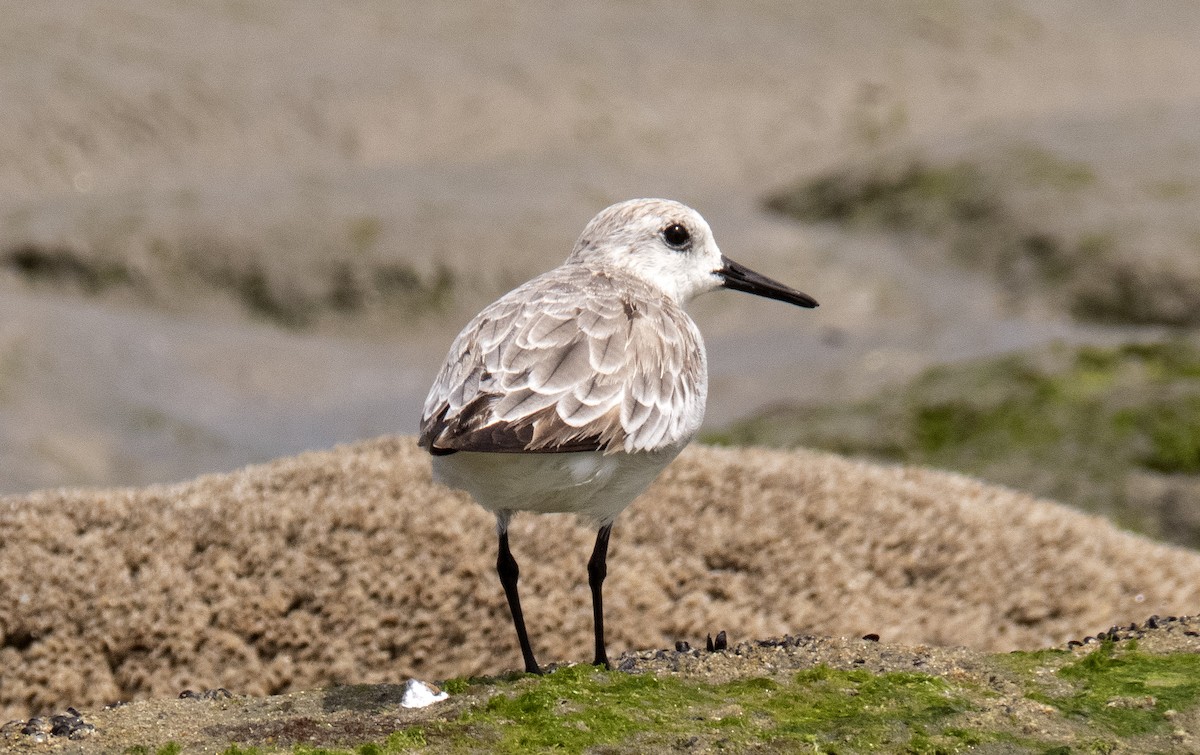 Sanderling - ML645968608