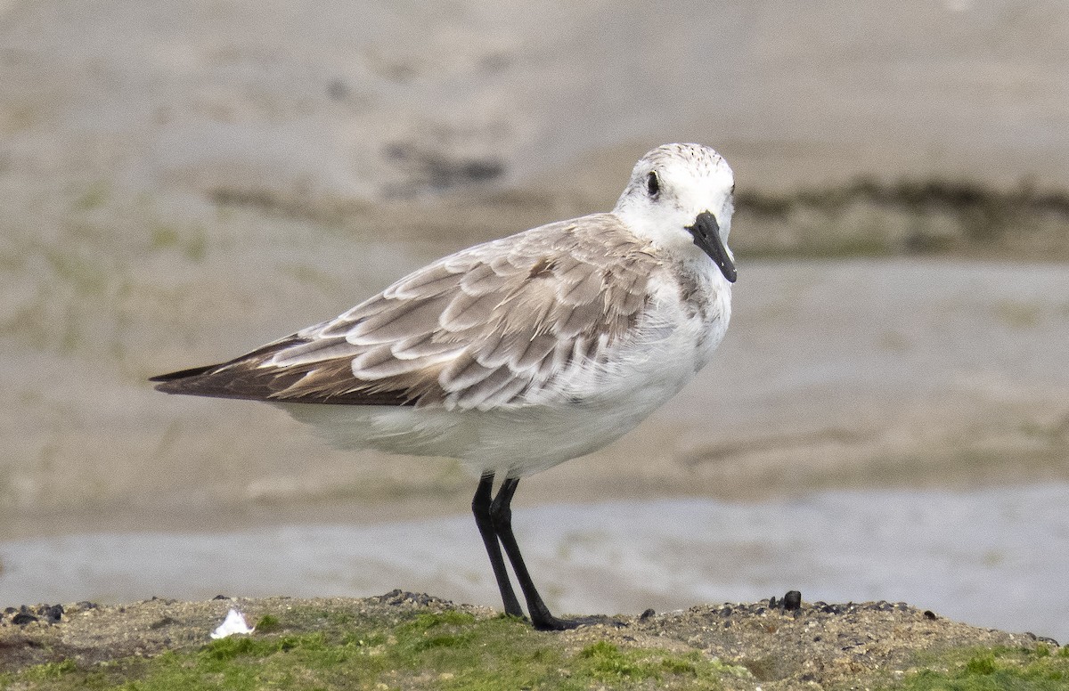 Sanderling - ML645968609