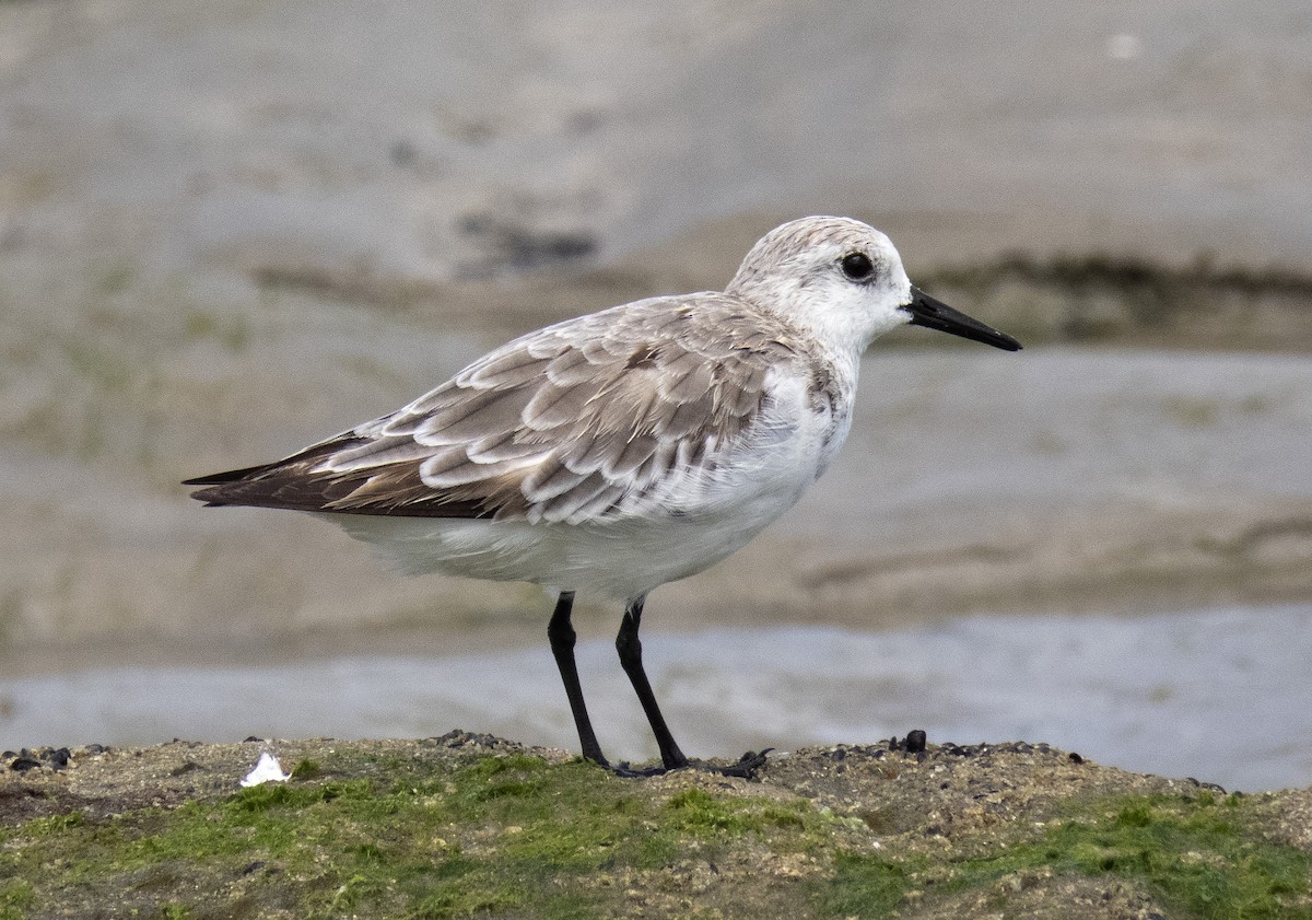 Sanderling - ML645968610