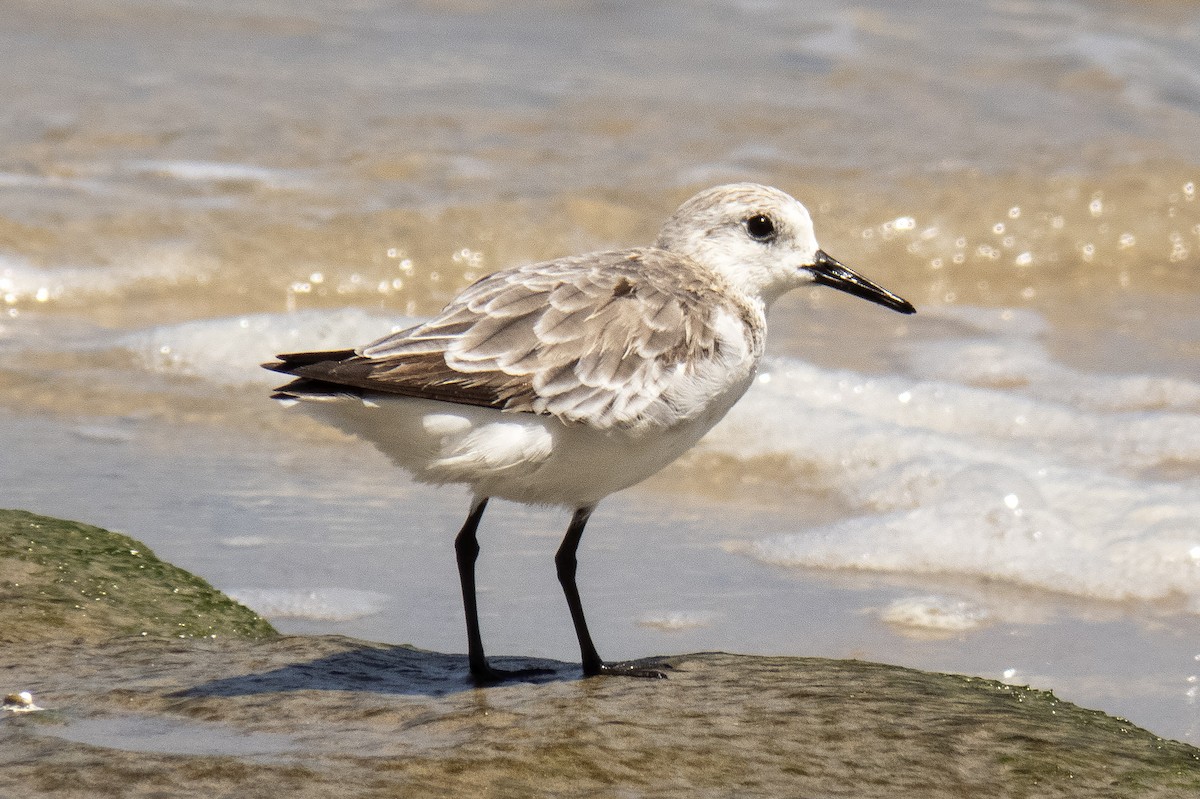 Sanderling - ML645968611