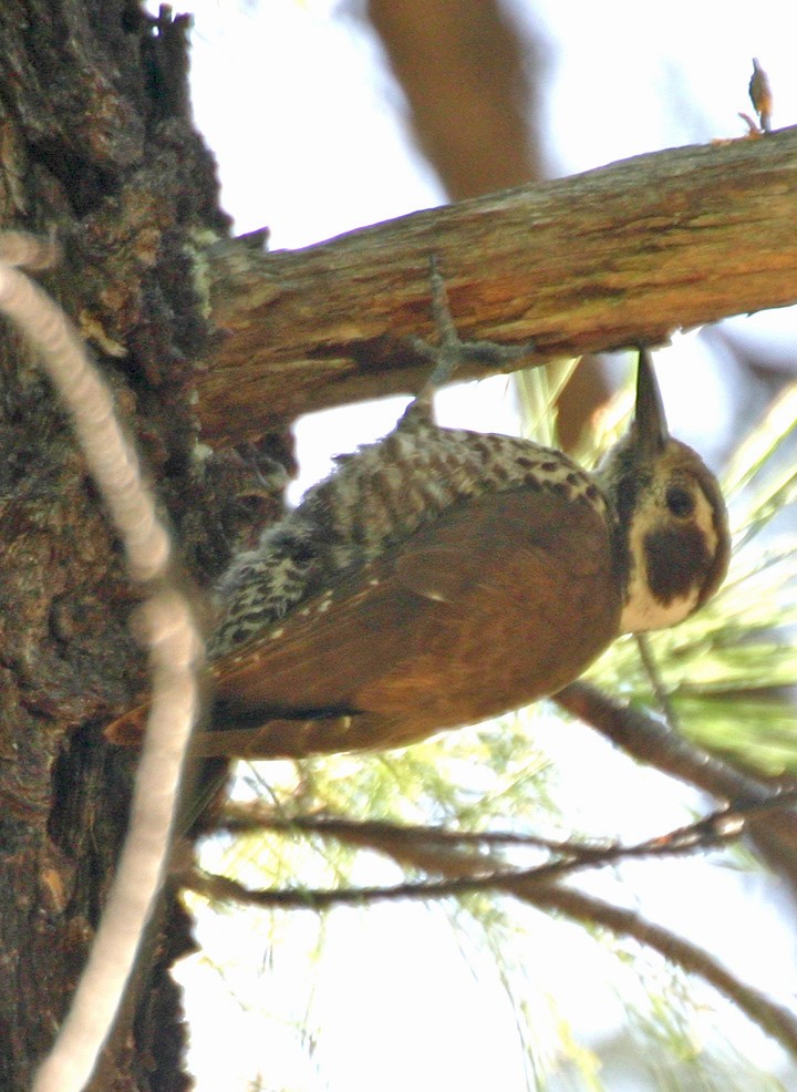 Arizona Woodpecker - ML645968612