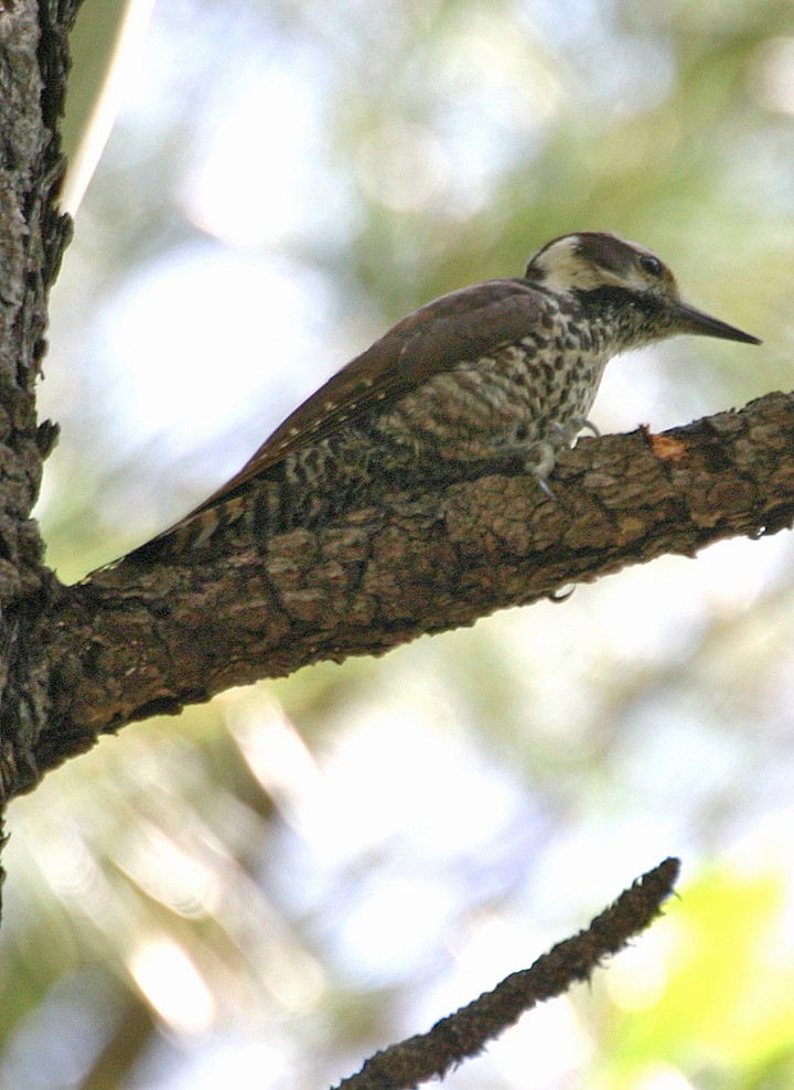 Arizona Woodpecker - ML645968613