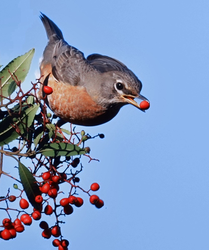 American Robin - ML645968615