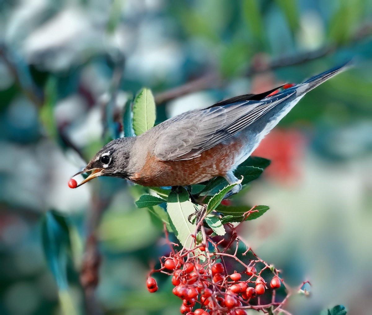 American Robin - ML645968616