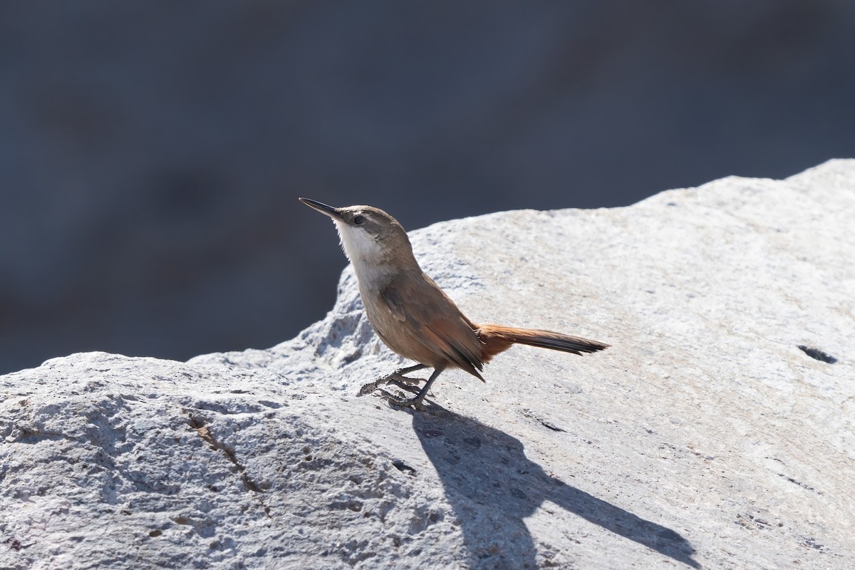 Crag Chilia - ML645968618