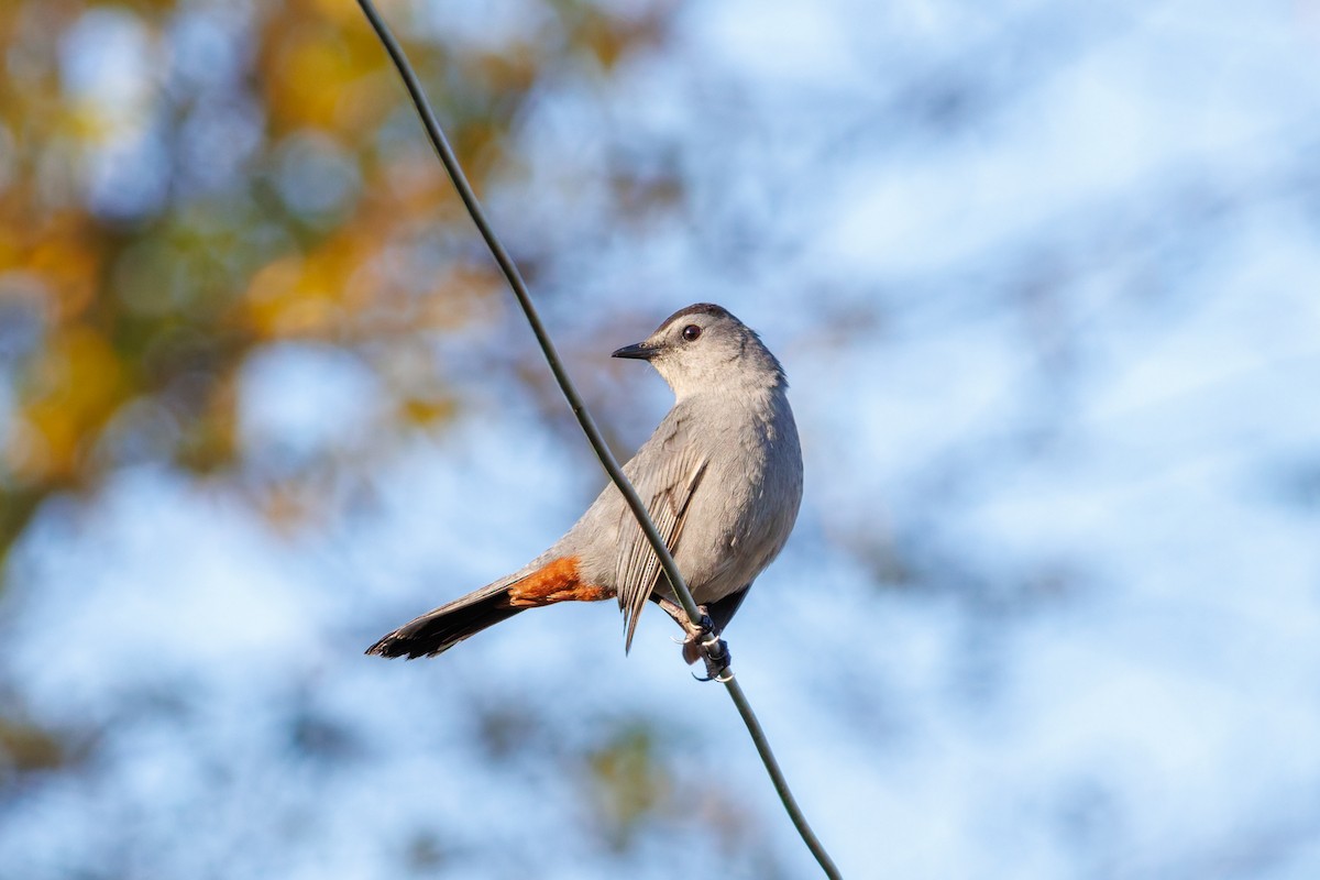 Gray Catbird - ML645968619