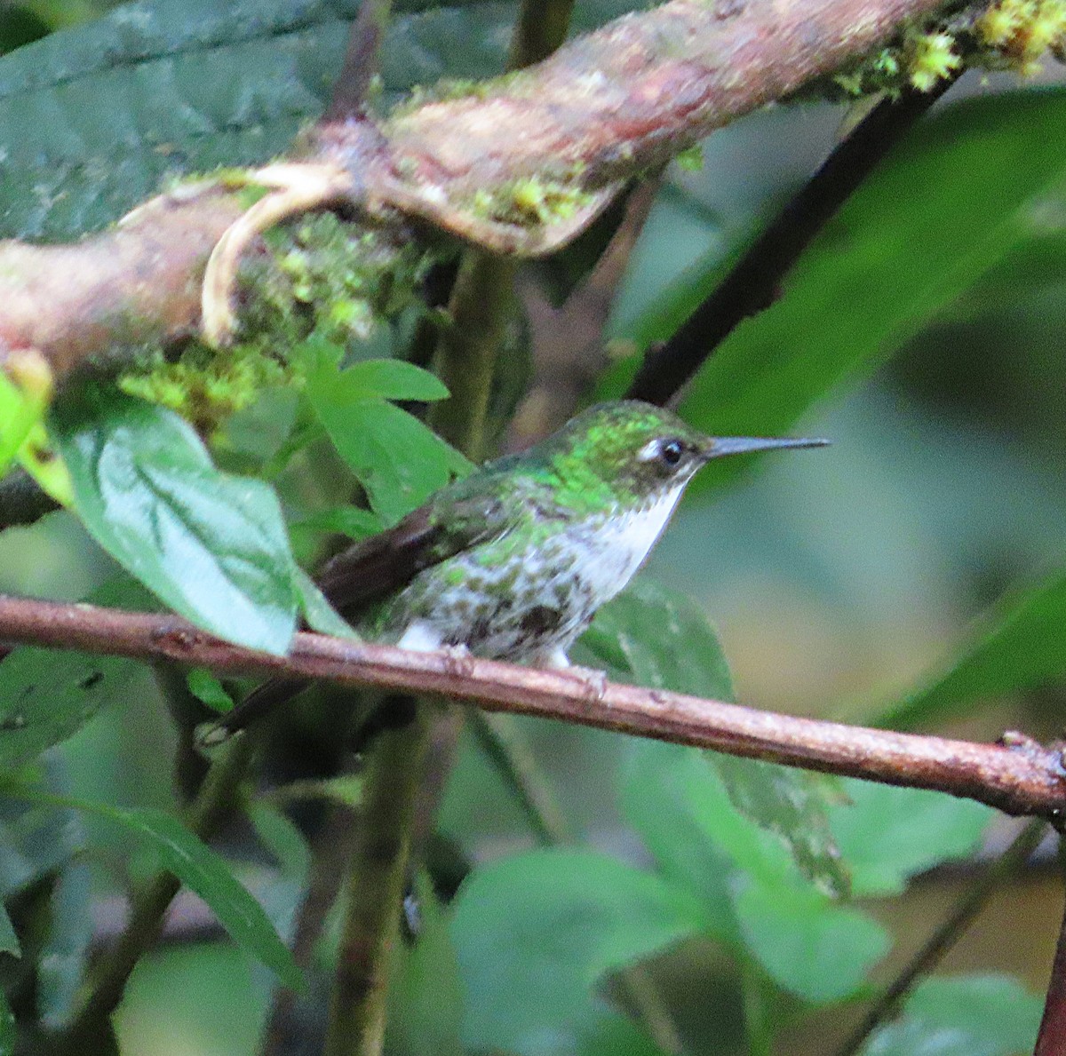 White-booted Racket-tail - ML645968620