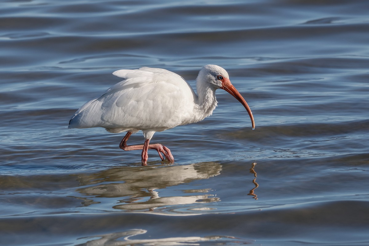 White Ibis - ML645968621