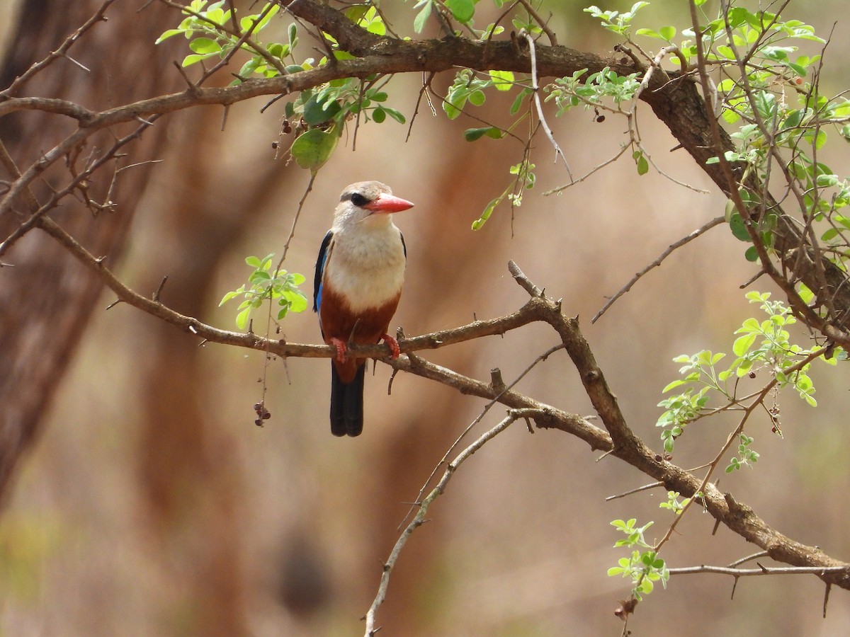 ledňáček šedohlavý - ML645968622