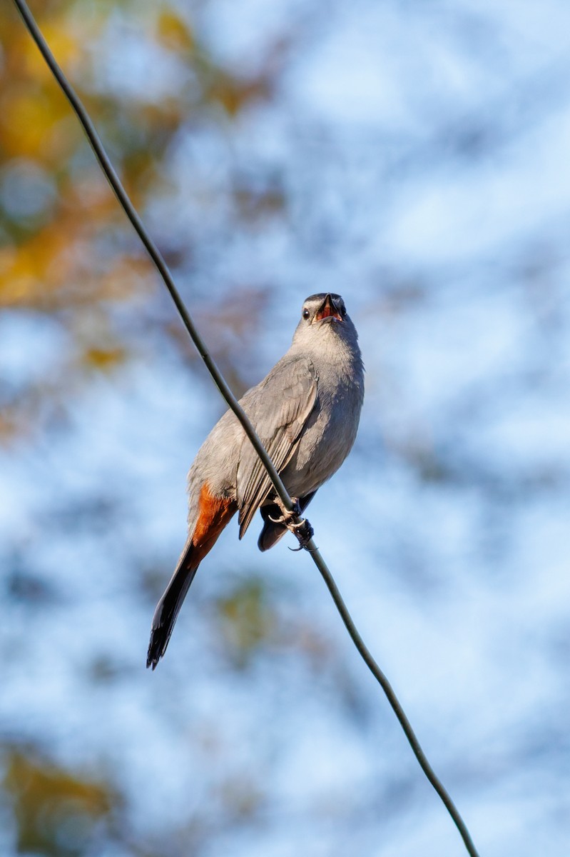 Gray Catbird - ML645968623