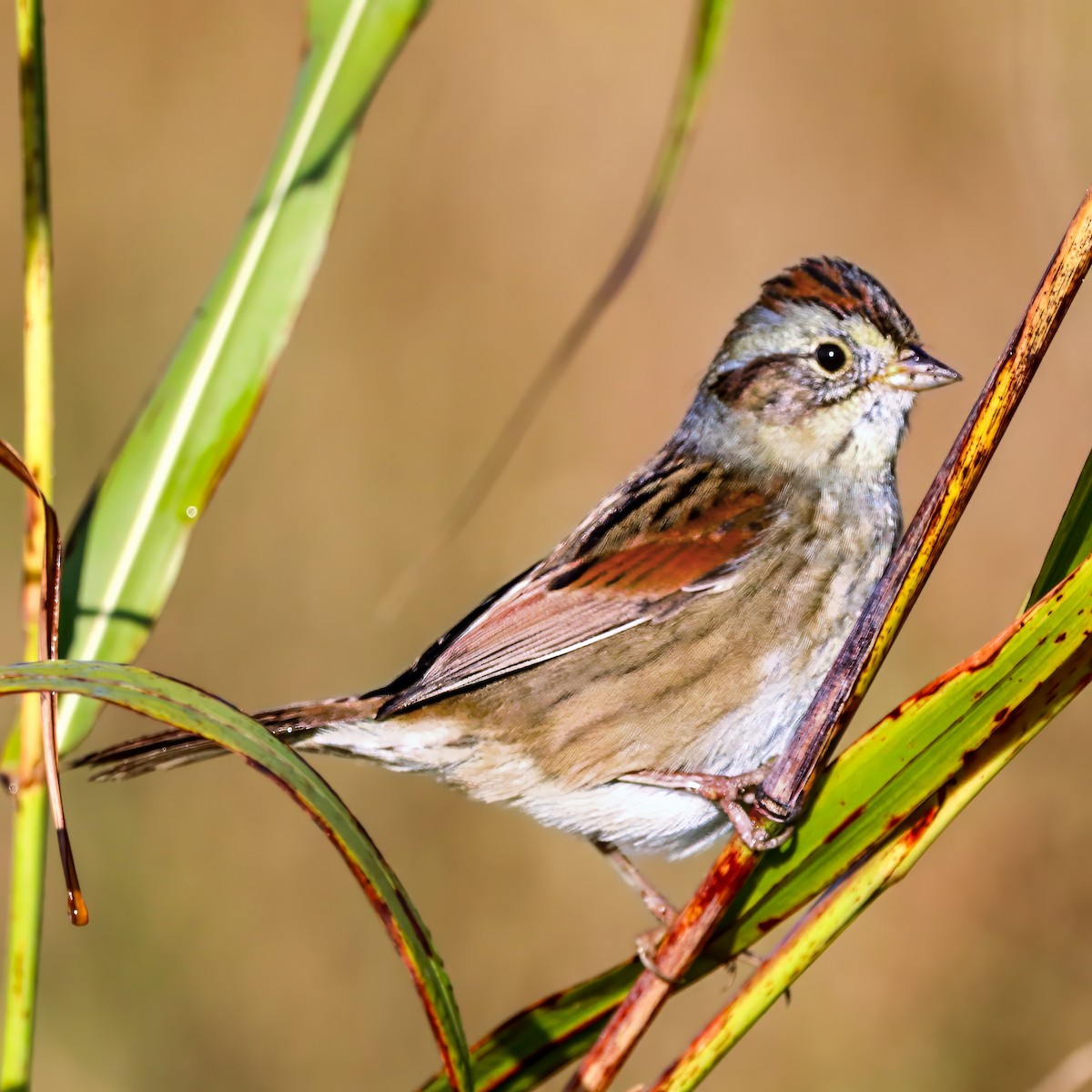 Swamp Sparrow - ML645968624