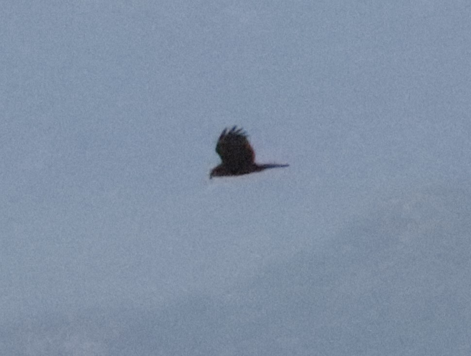 Verreaux's Eagle - ML645968625