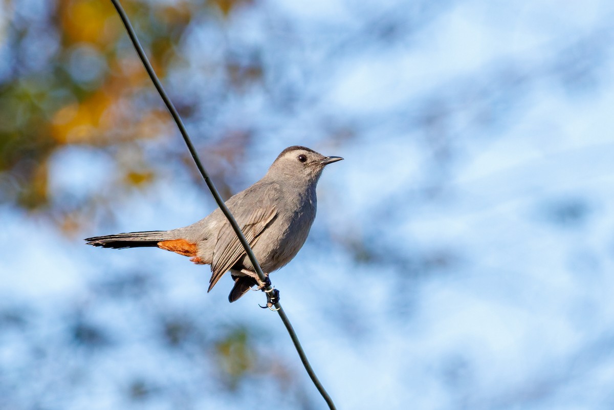 Gray Catbird - ML645968626