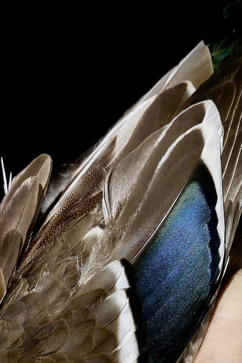 マガモ - ML645968628