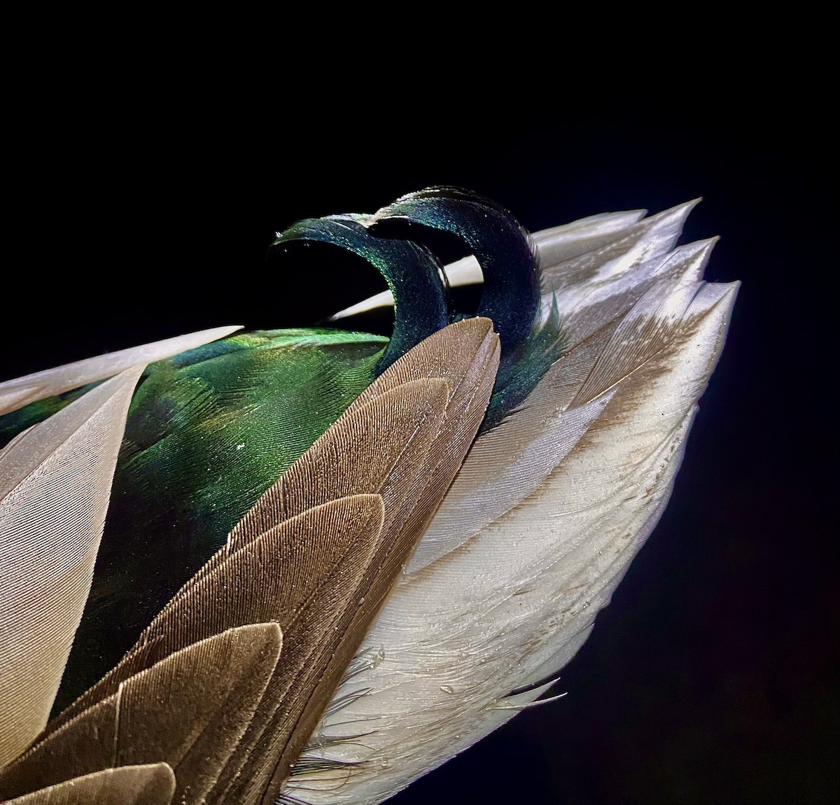 マガモ - ML645968629