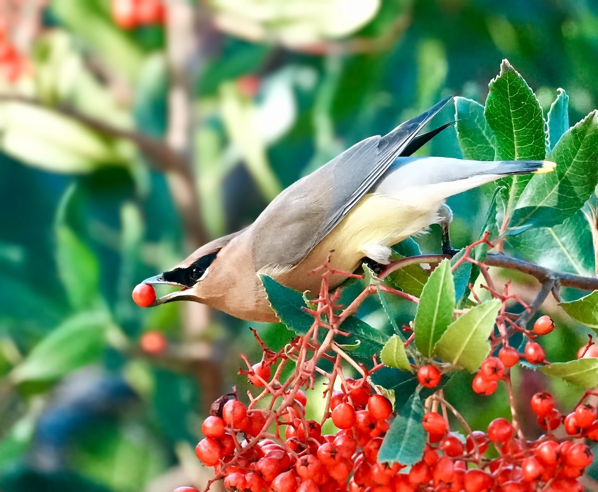 Cedar Waxwing - ML645968632