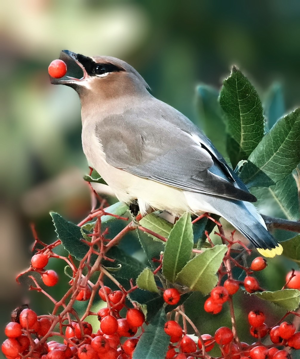 Cedar Waxwing - ML645968633