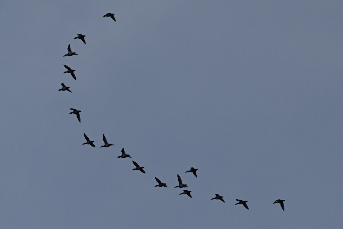 Ring-necked Duck - ML645968634
