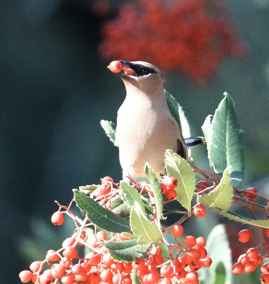 Cedar Waxwing - ML645968636