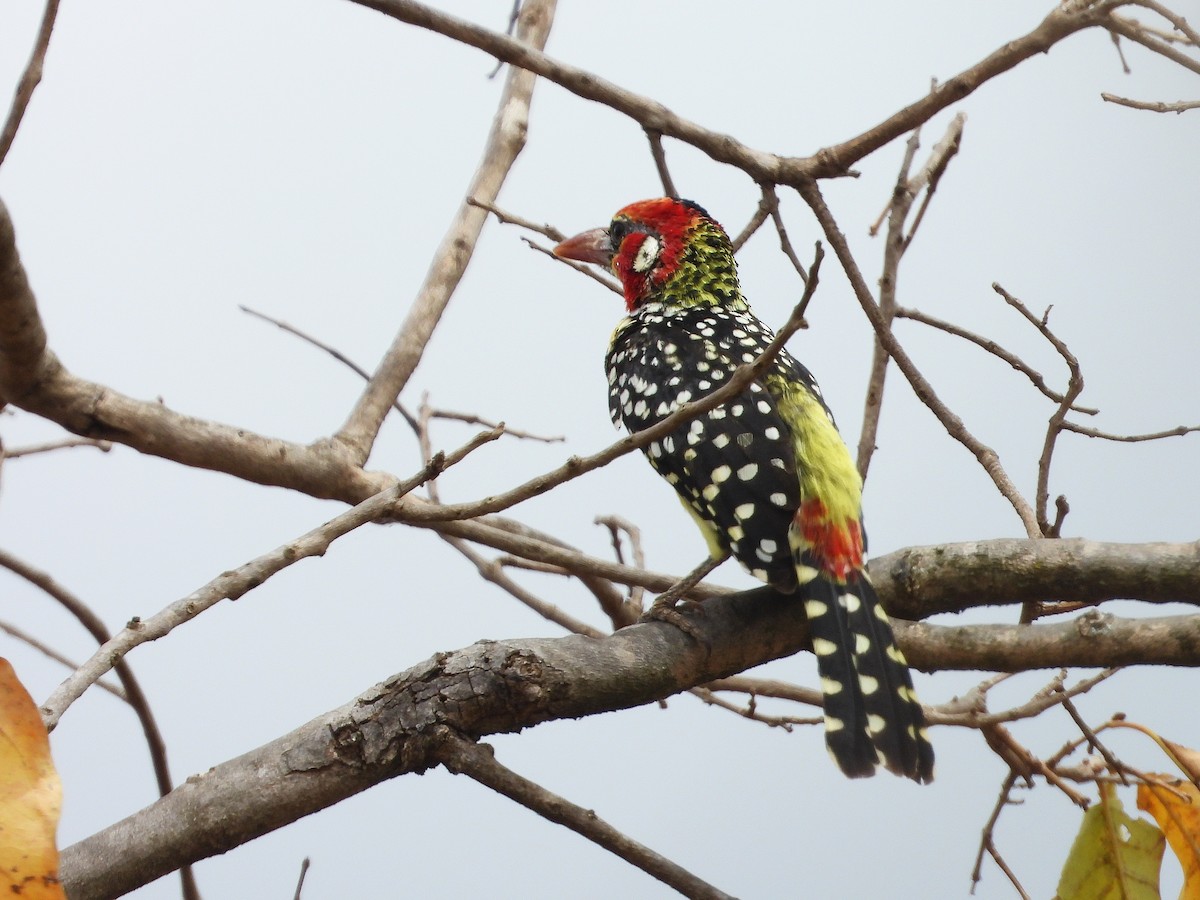 Barbudo Cabecirrojo - ML645968637