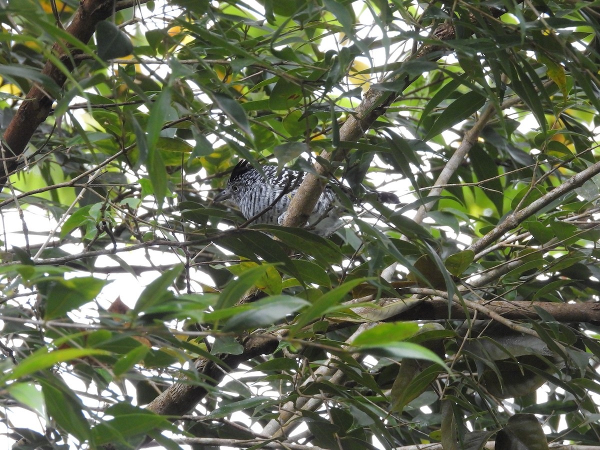Barred Antshrike - ML645968638