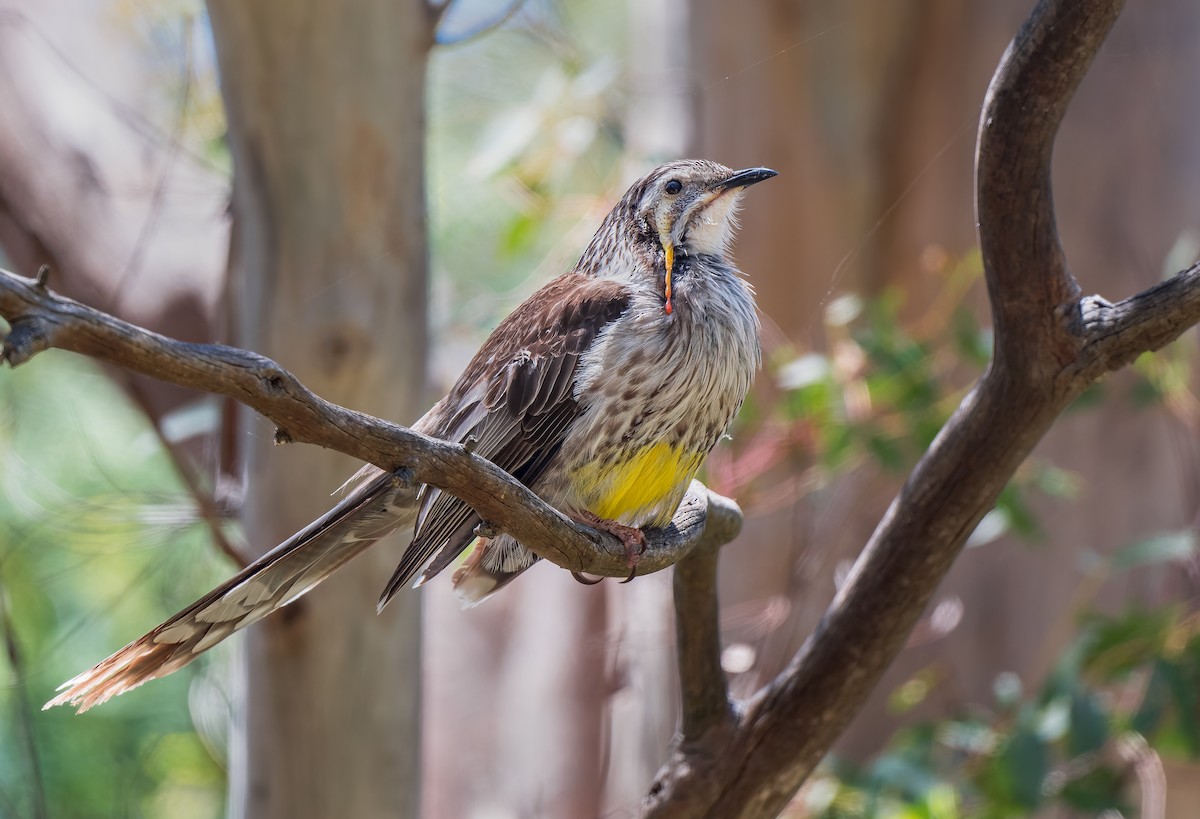 Yellow Wattlebird - ML645968639