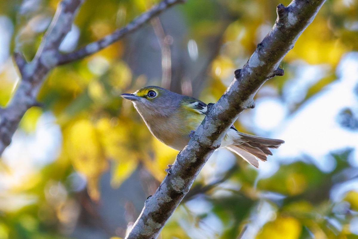 White-eyed Vireo - ML645968643