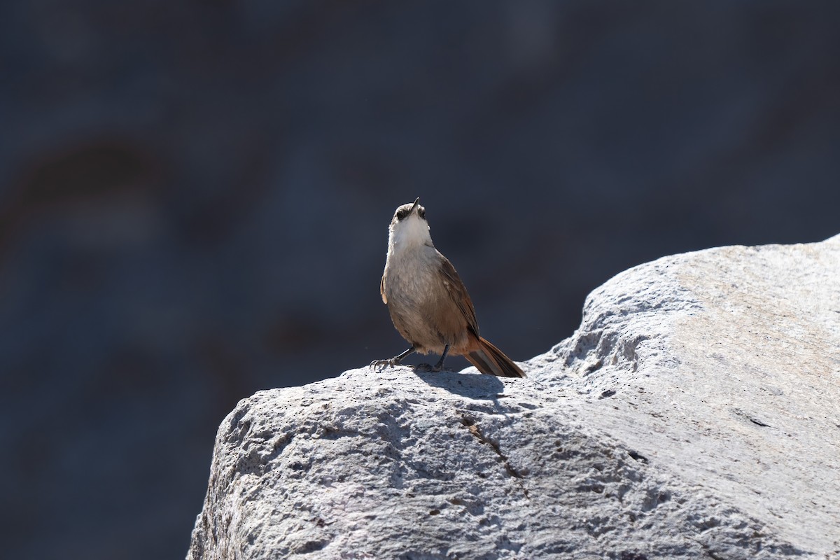 Crag Chilia - ML645968654