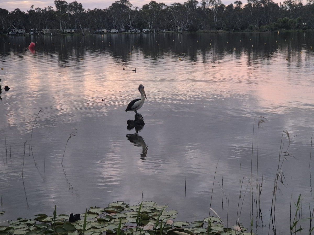 Australian Pelican - ML645968658