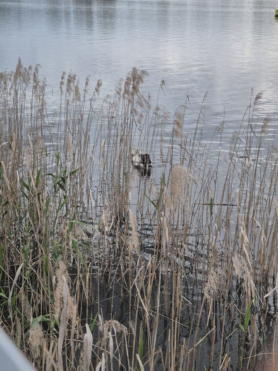 Australian Pelican - ML645968659
