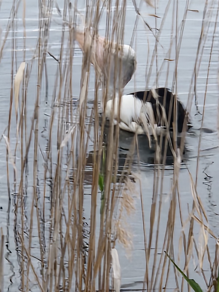 Australian Pelican - ML645968660