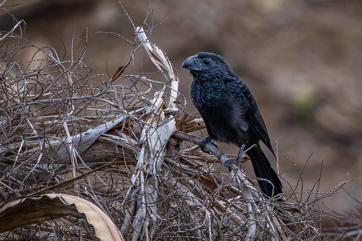 Groove-billed Ani - ML645968661