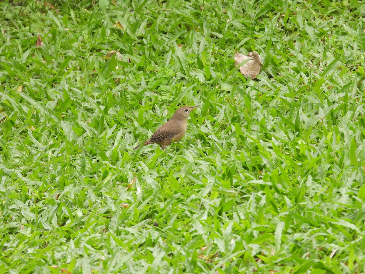 Southern House Wren - ML645968662