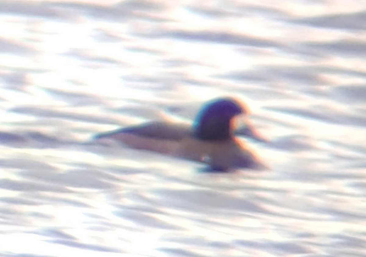 Морская чернеть - ML645968672