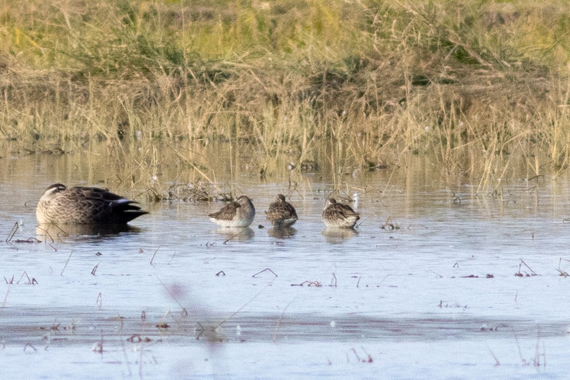 langnebbekkasinsnipe - ML645968673