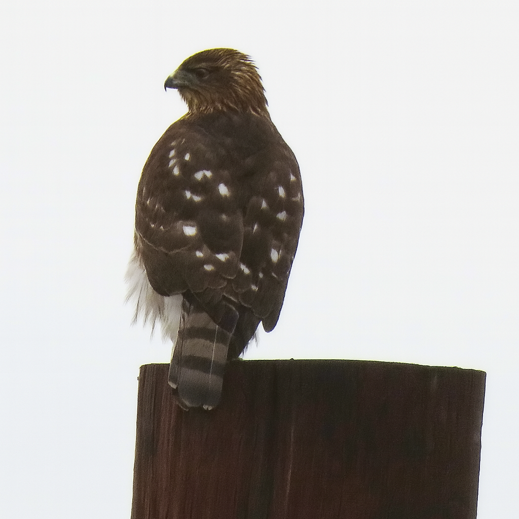 Cooper's Hawk - ML645968683