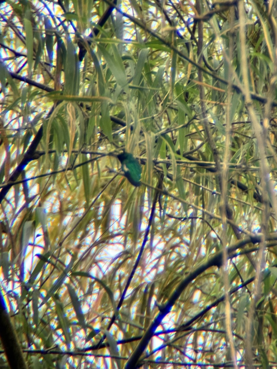 kolibřík purpurovohlavý - ML645968684