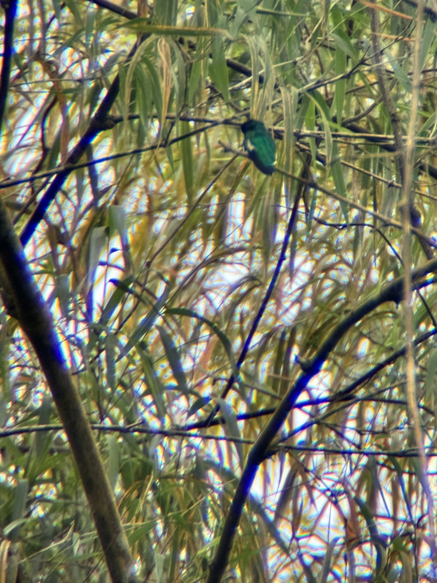 kolibřík purpurovohlavý - ML645968685