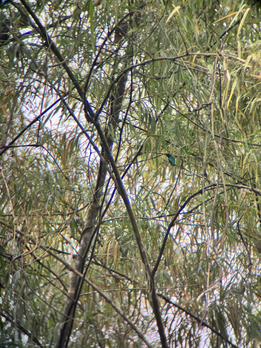 kolibřík purpurovohlavý - ML645968686