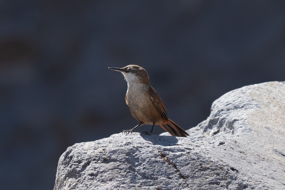 Crag Chilia - ML645968688