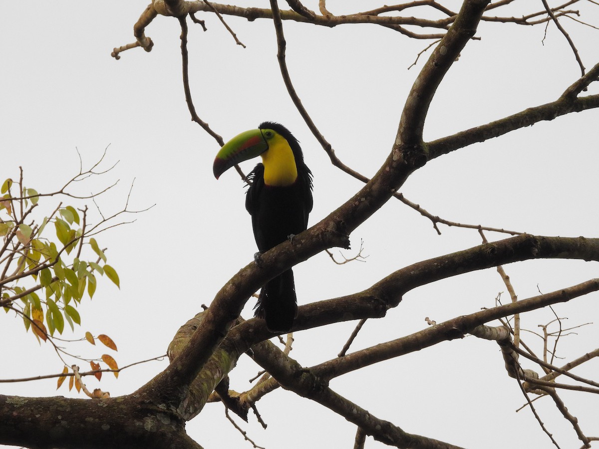 tukan středoamerický - ML645968689